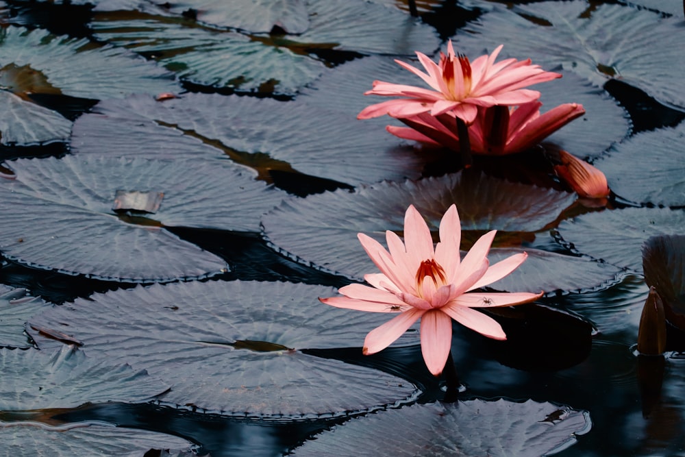 pink water lily on water