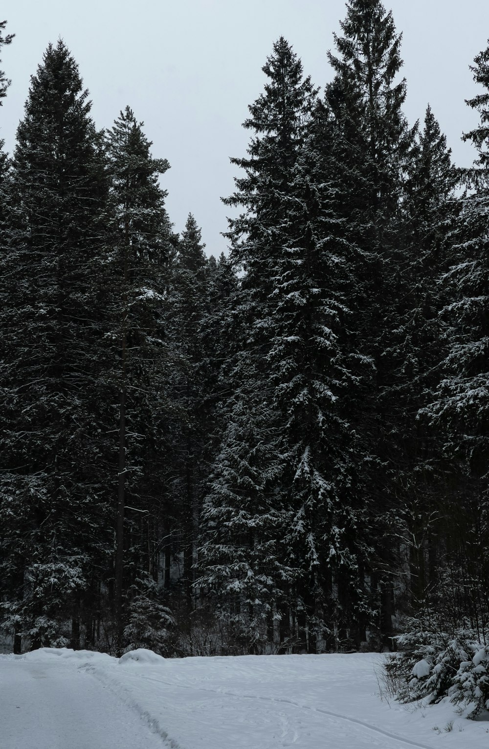 green pine trees during daytime