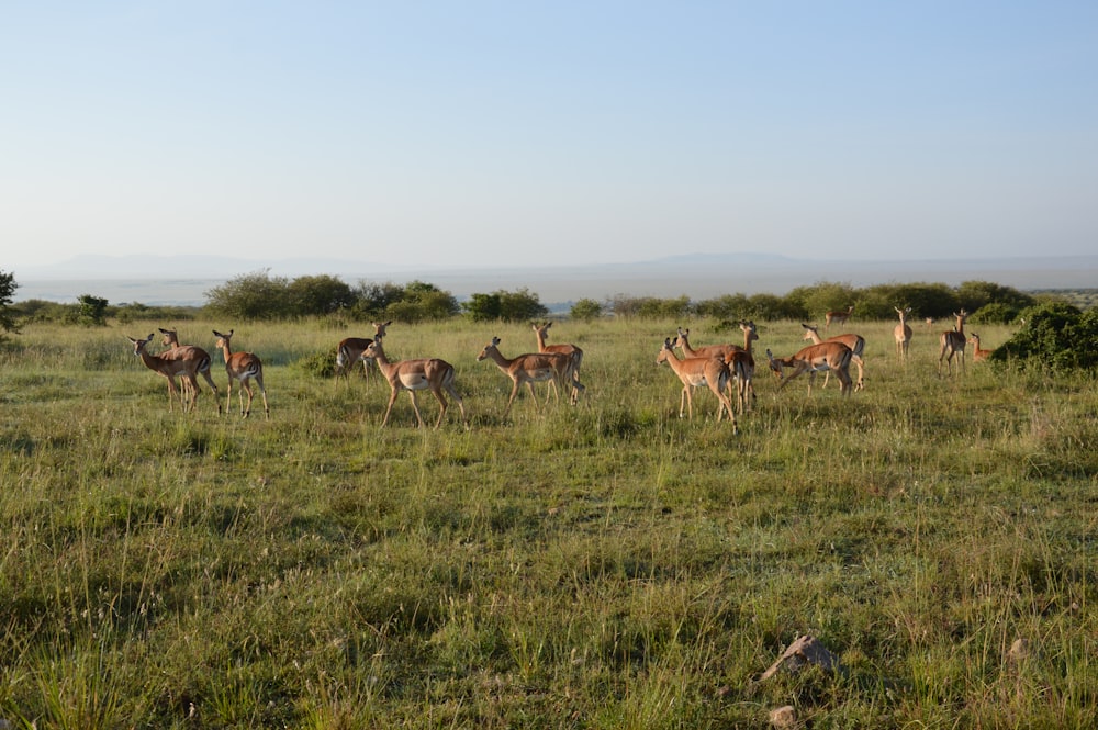 brown deer on green grass field during daytime