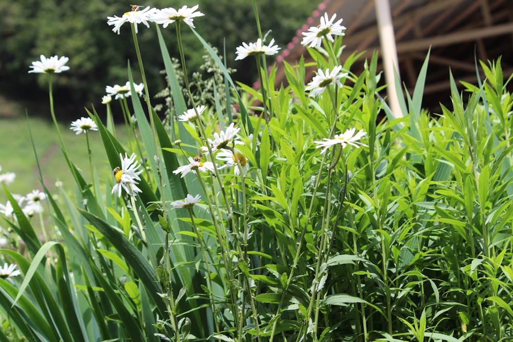 white flowers with green leaves