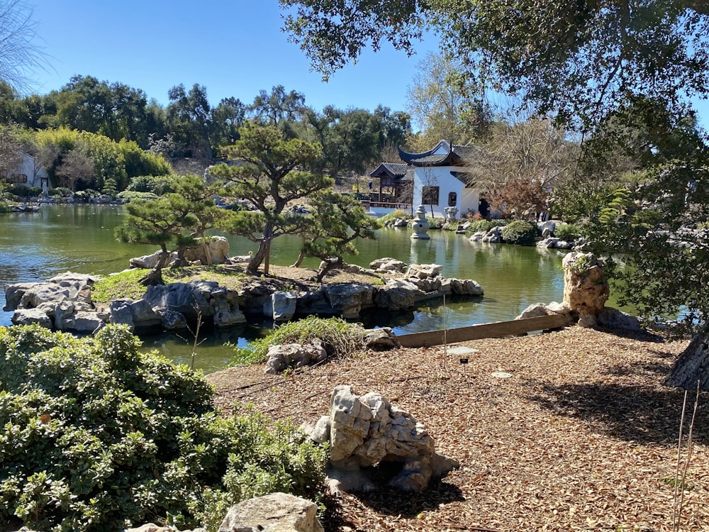 green trees near body of water during daytime