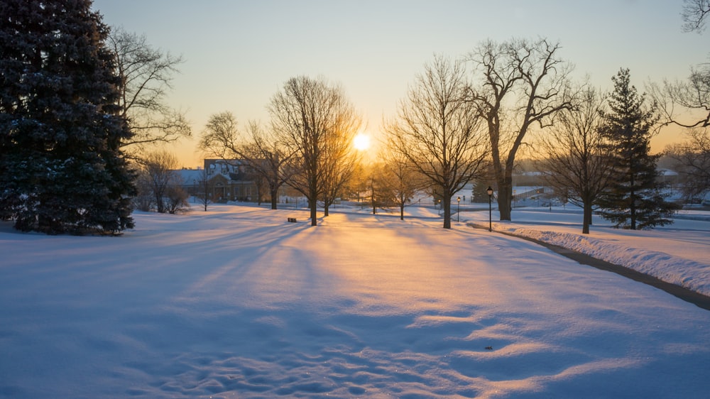 bare trees on snow covered ground during daytime