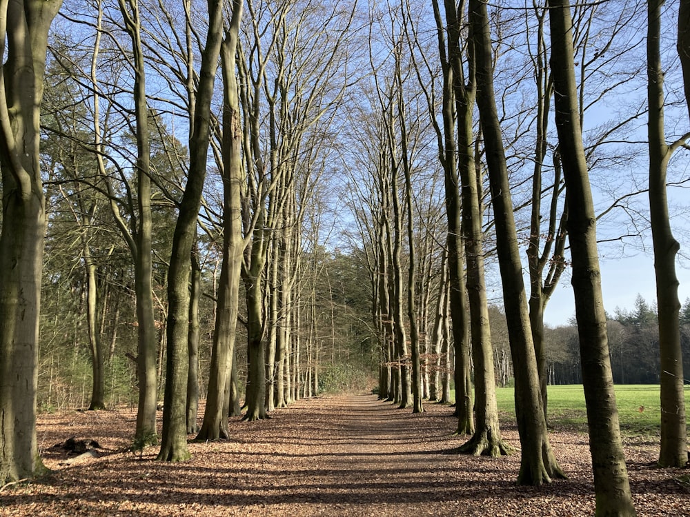 brown bare trees on brown field during daytime