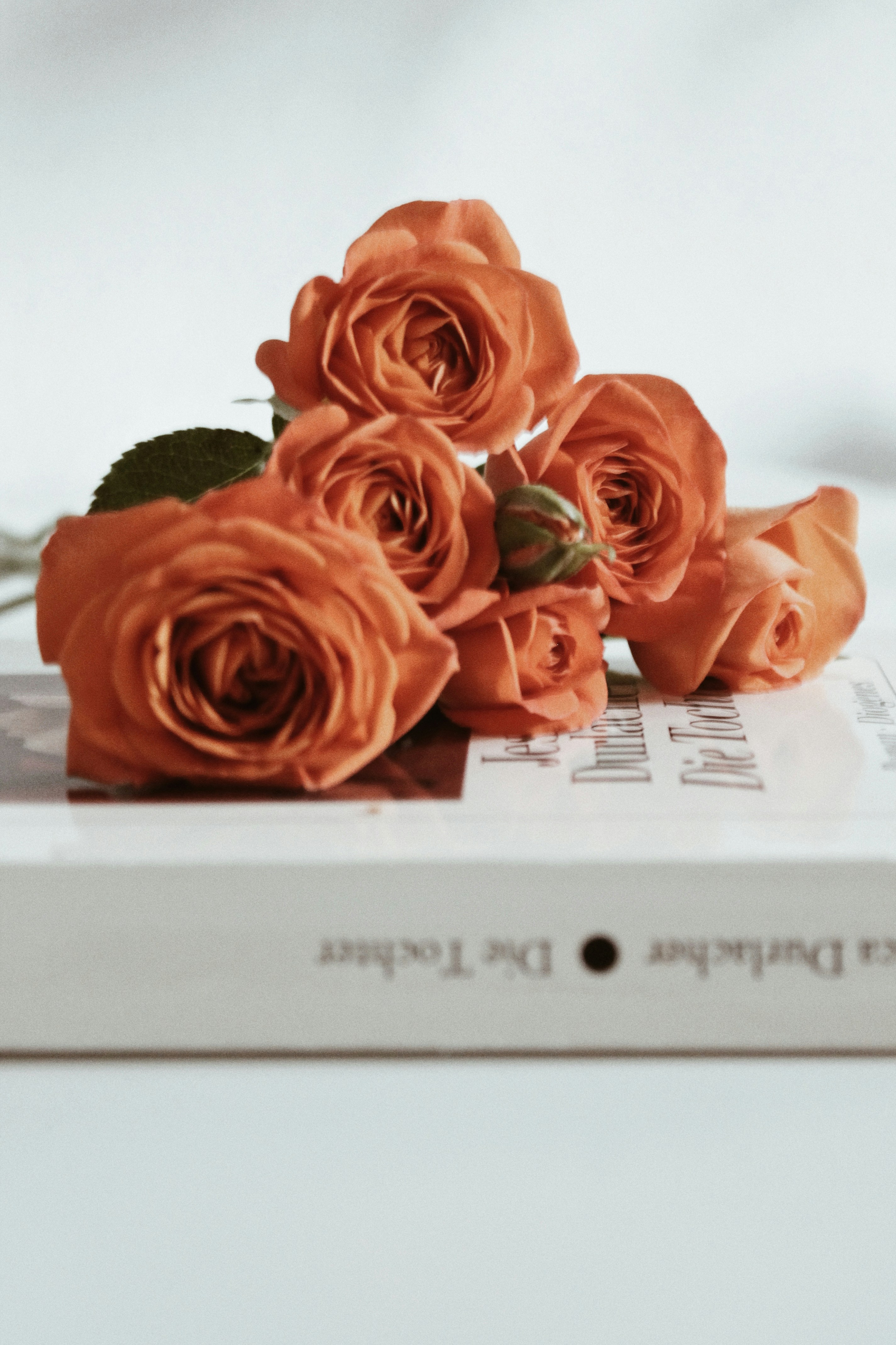 Orange Roses On White Box Photo Free Rose Image On Unsplash