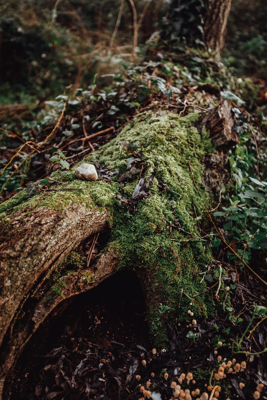 brown tree trunk with green moss