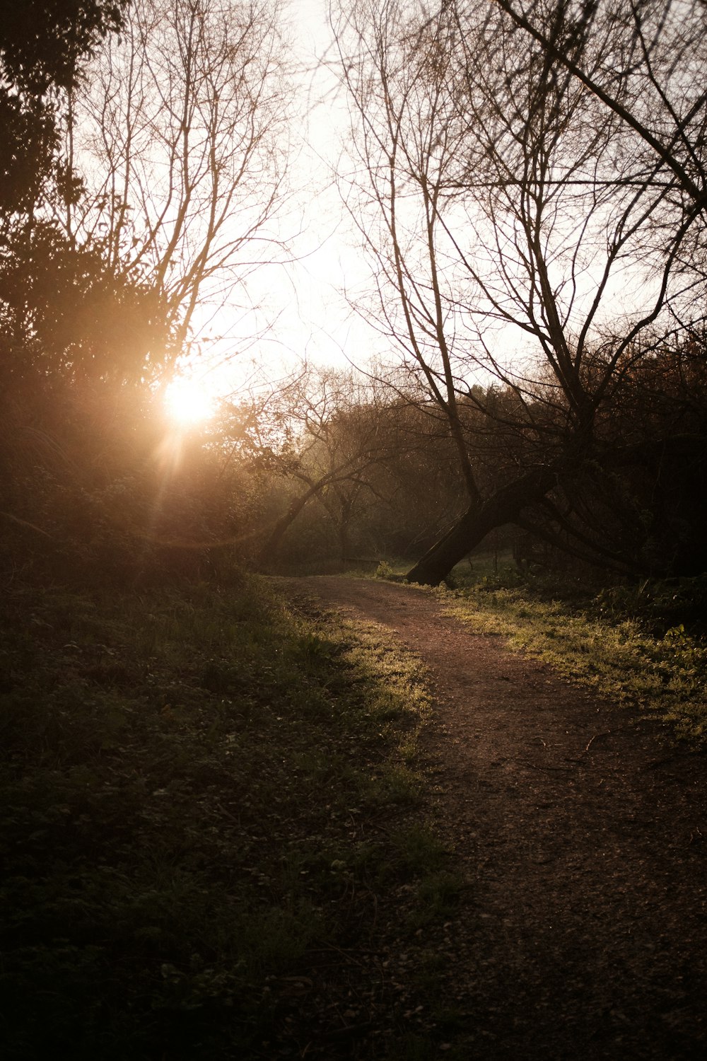 sun setting over the trees