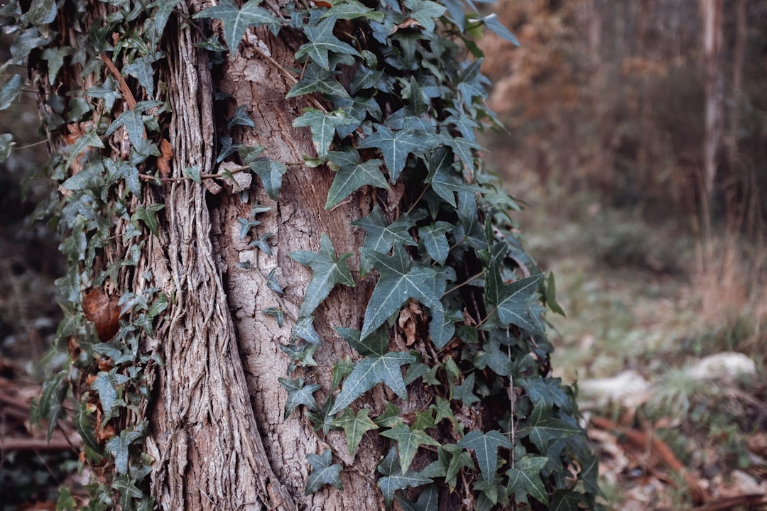 green and brown tree trunk