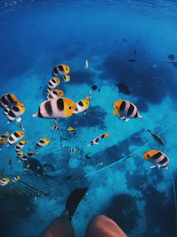A vibrant scene of a group spearfishing in clear blue waters near La Paz under a sunny sky.