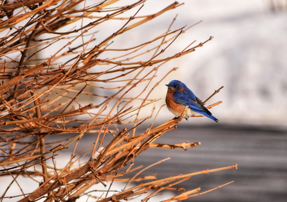pájaro azul en la rama marrón del árbol durante el día
