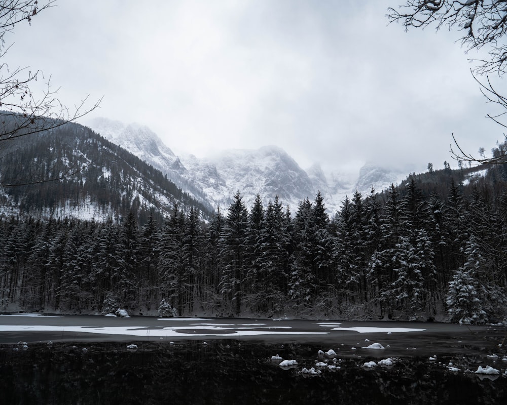 green pine trees near mountain during daytime