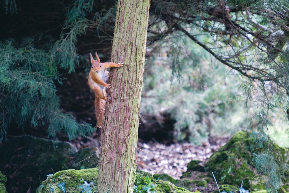 brown squirrel on brown tree trunk