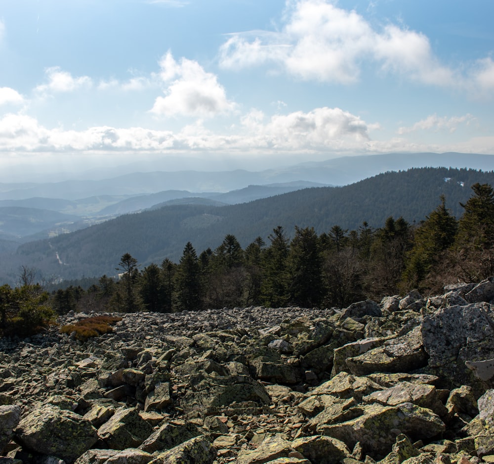 green pine trees on rocky ground during daytime