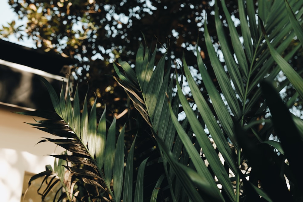 green leaf plant during daytime