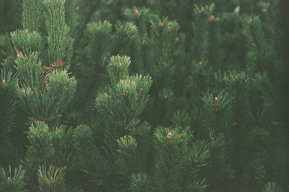 green pine tree during daytime