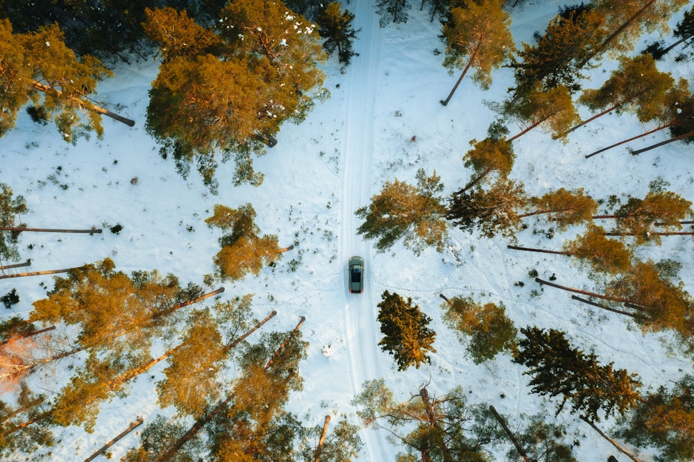 brown and green trees on snow covered ground