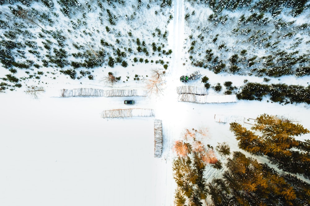 green trees covered with snow during daytime