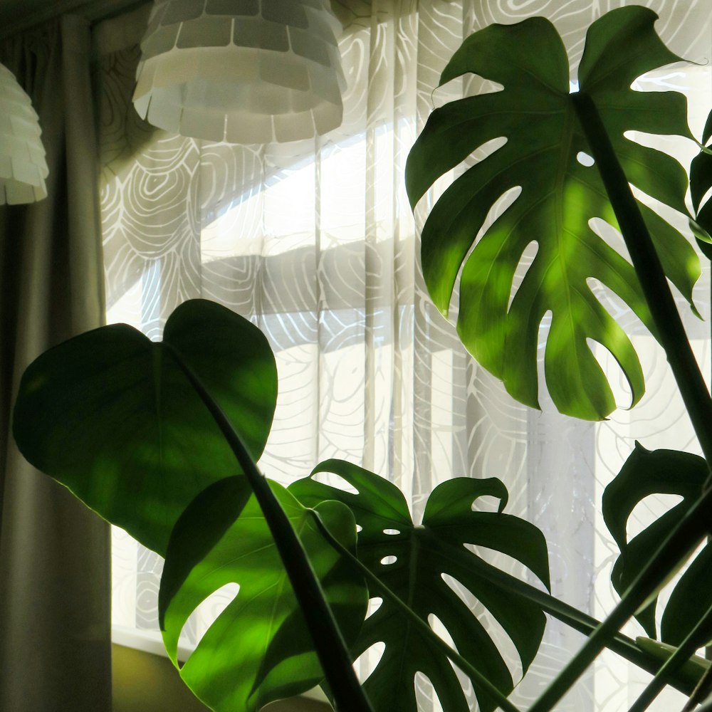 green plant near white window curtain