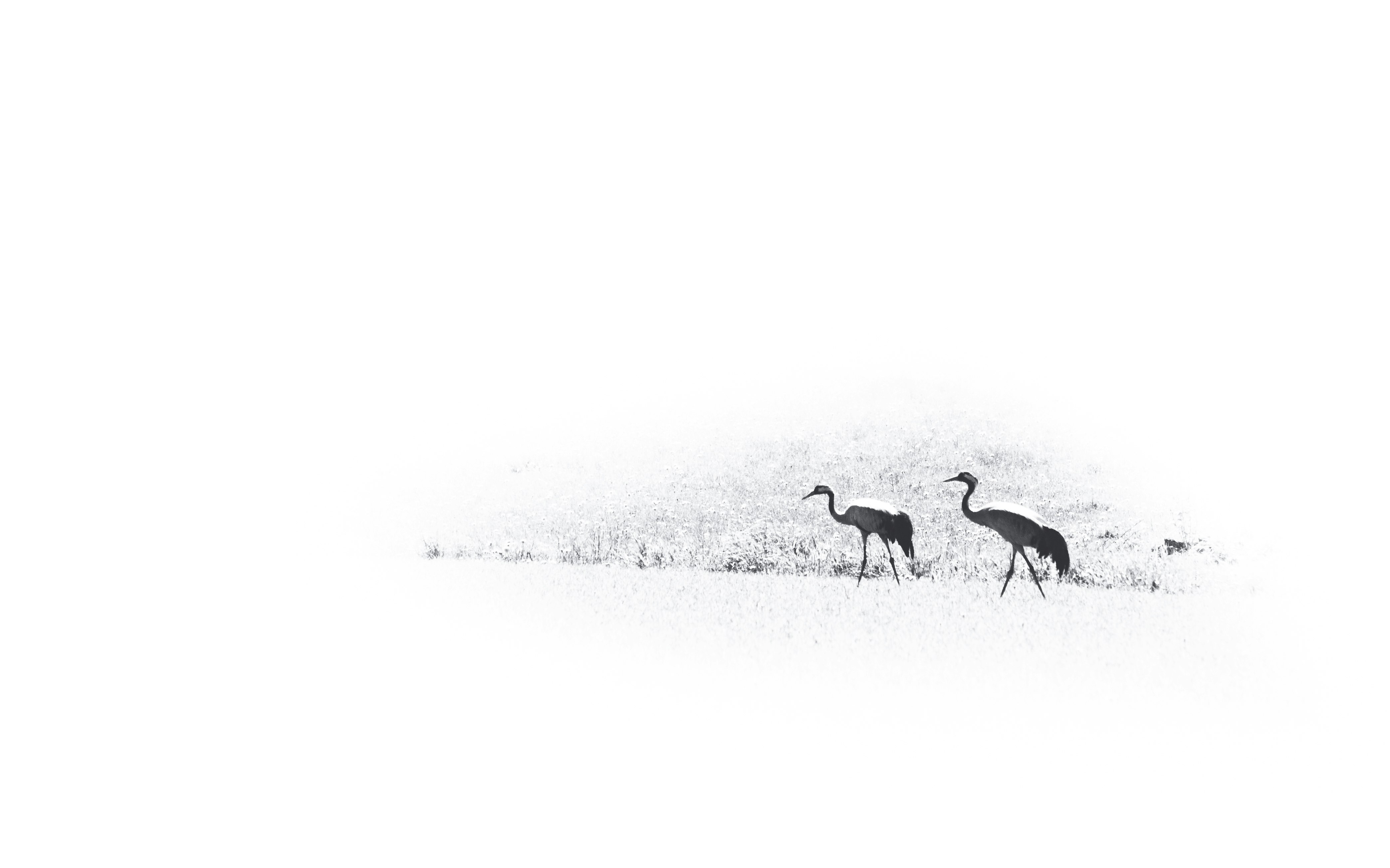 black and white animal walking on snow covered ground