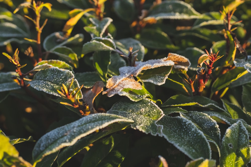 green and brown plant with water droplets