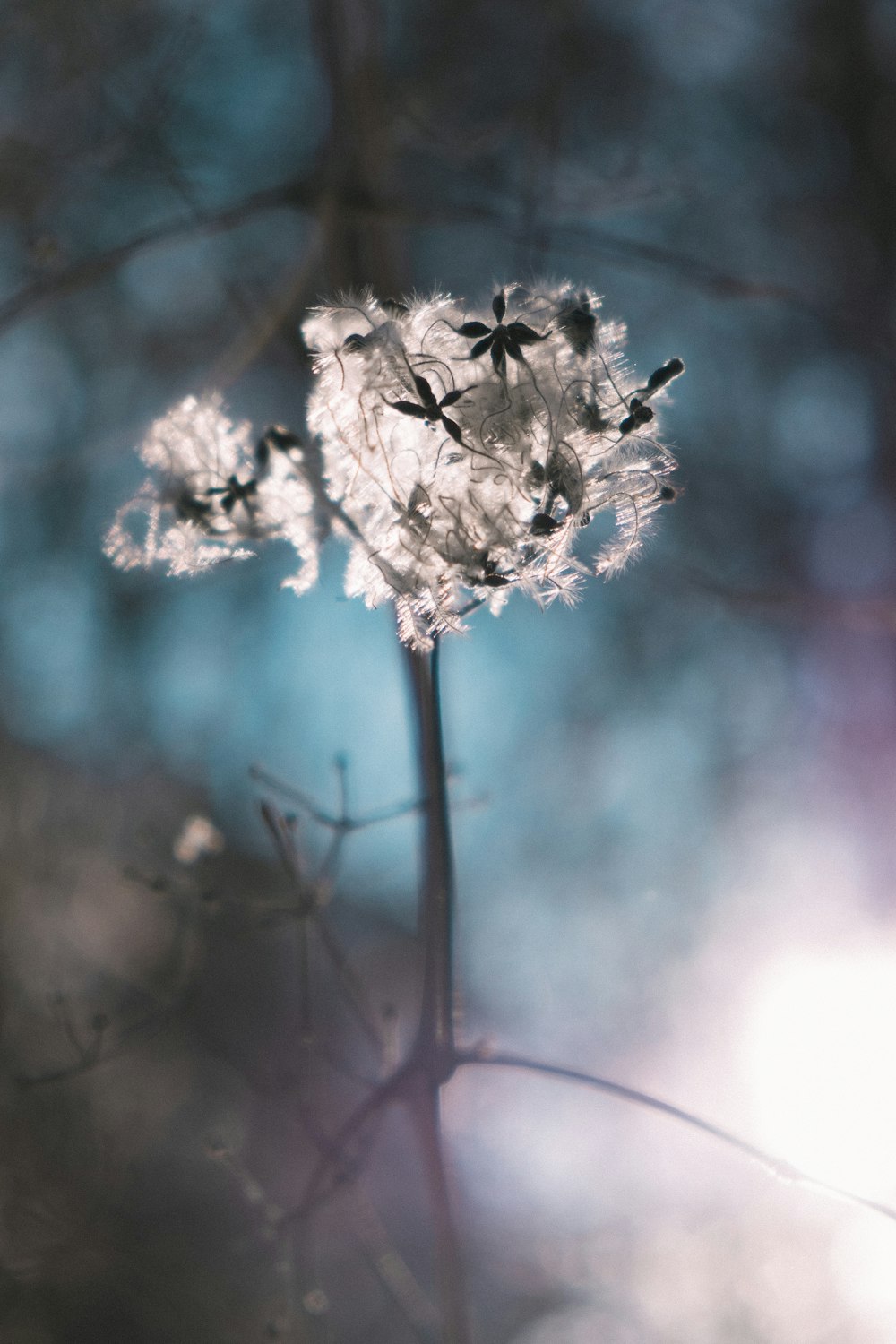 white flower in tilt shift lens