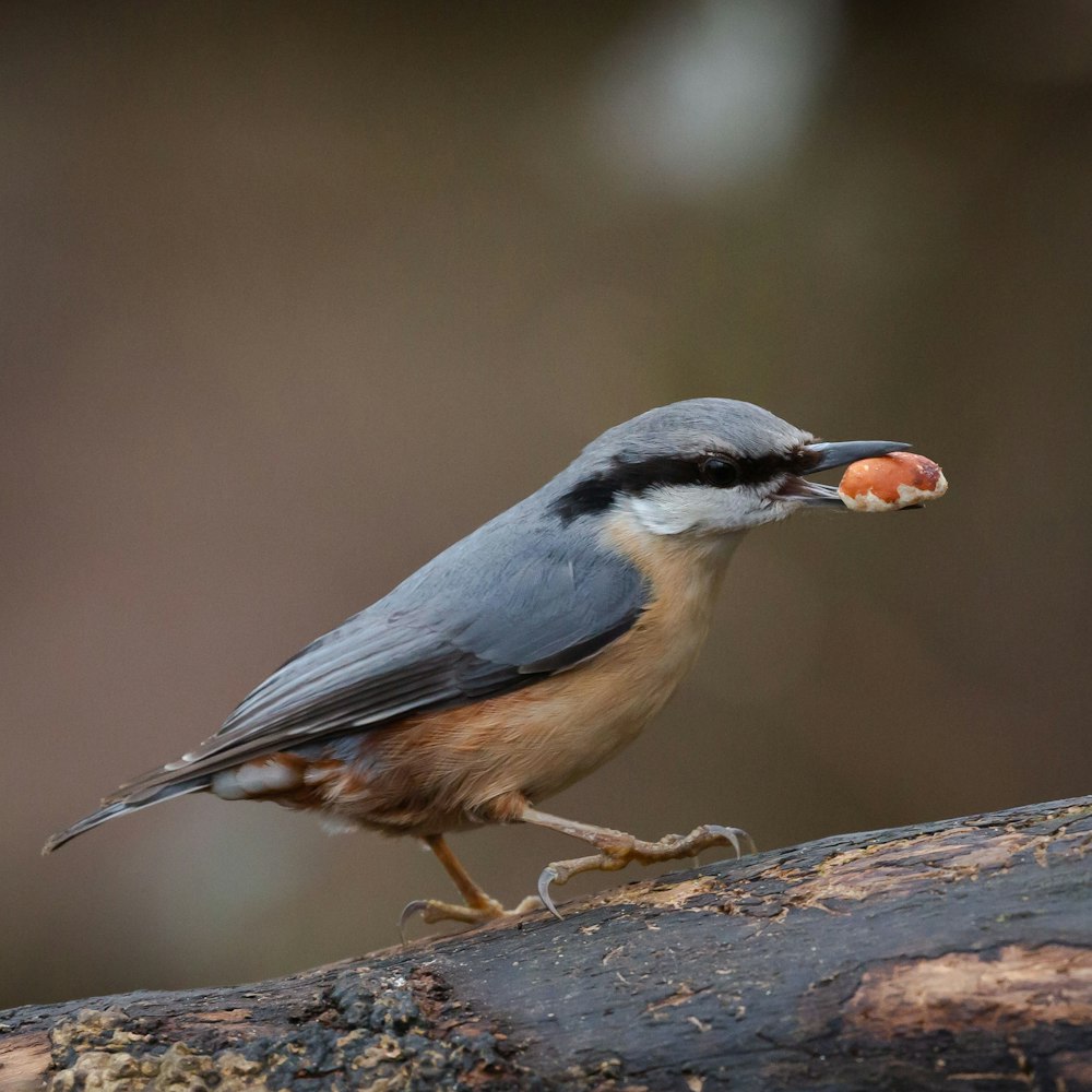 black and white bird on brown tree branch