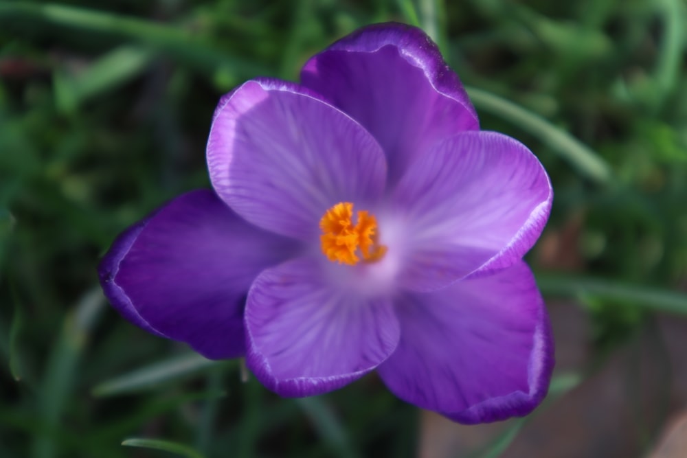 fleur violette dans une lentille à bascule