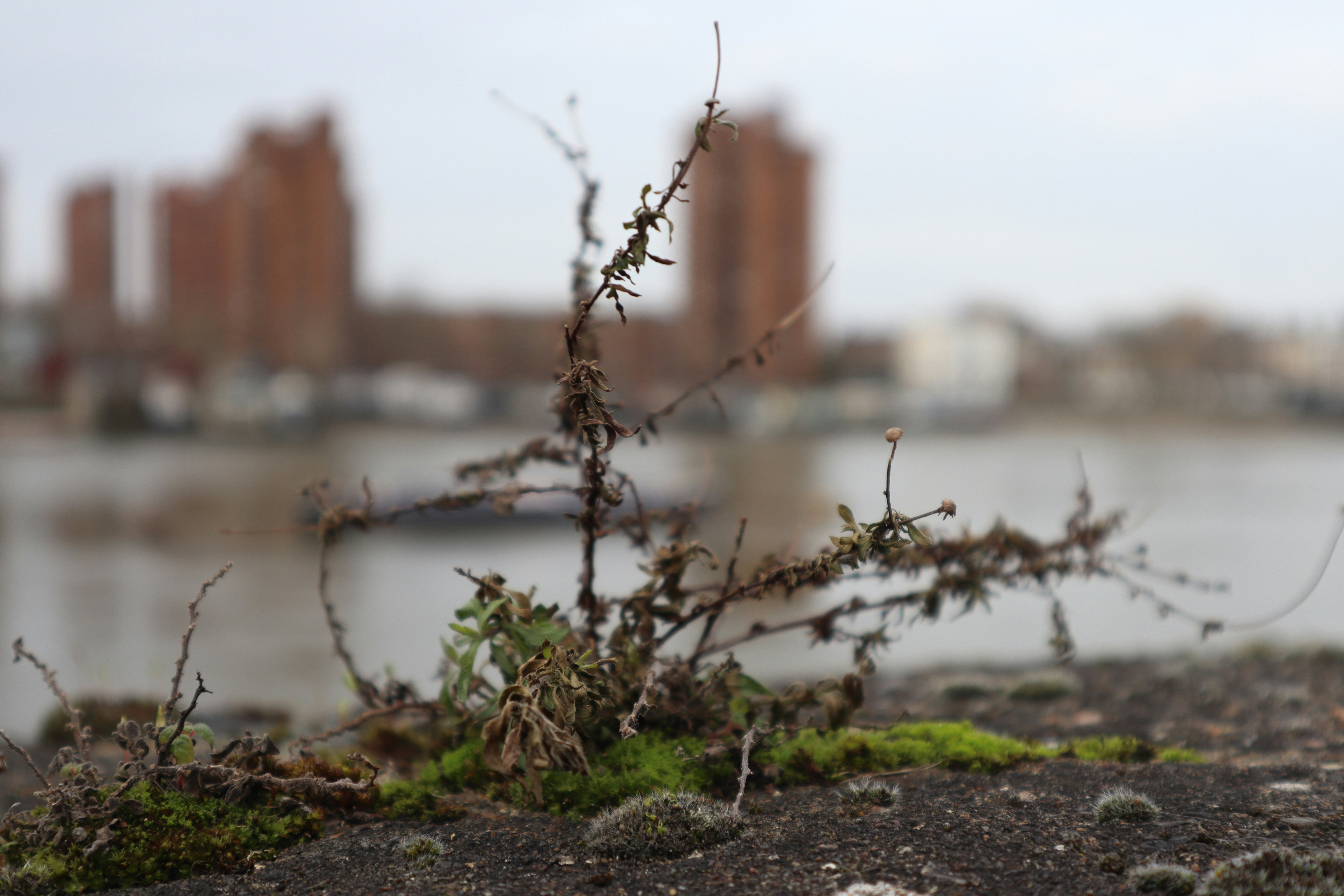 Urban Jungle Stencil