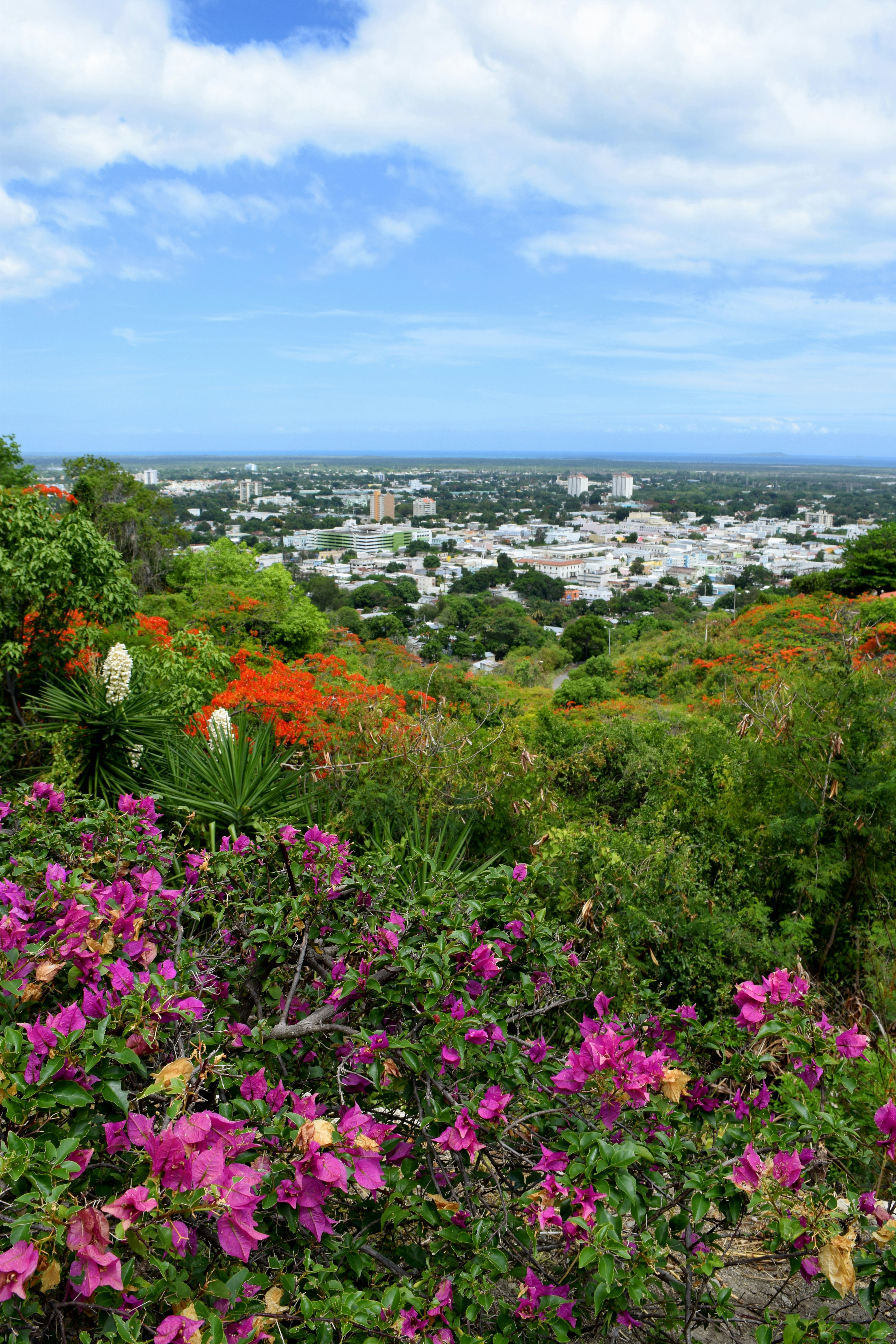 pink flowers near body of water during daytime