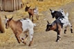 Children playing games near the market sheds with goats wandering nearby.