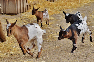 A sunny morning scene showing four playful goats and five curious hens roaming freely on a rustic homestead.