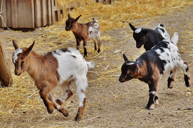 A sunny morning scene showing four playful goats and five curious hens roaming freely on a rustic homestead.