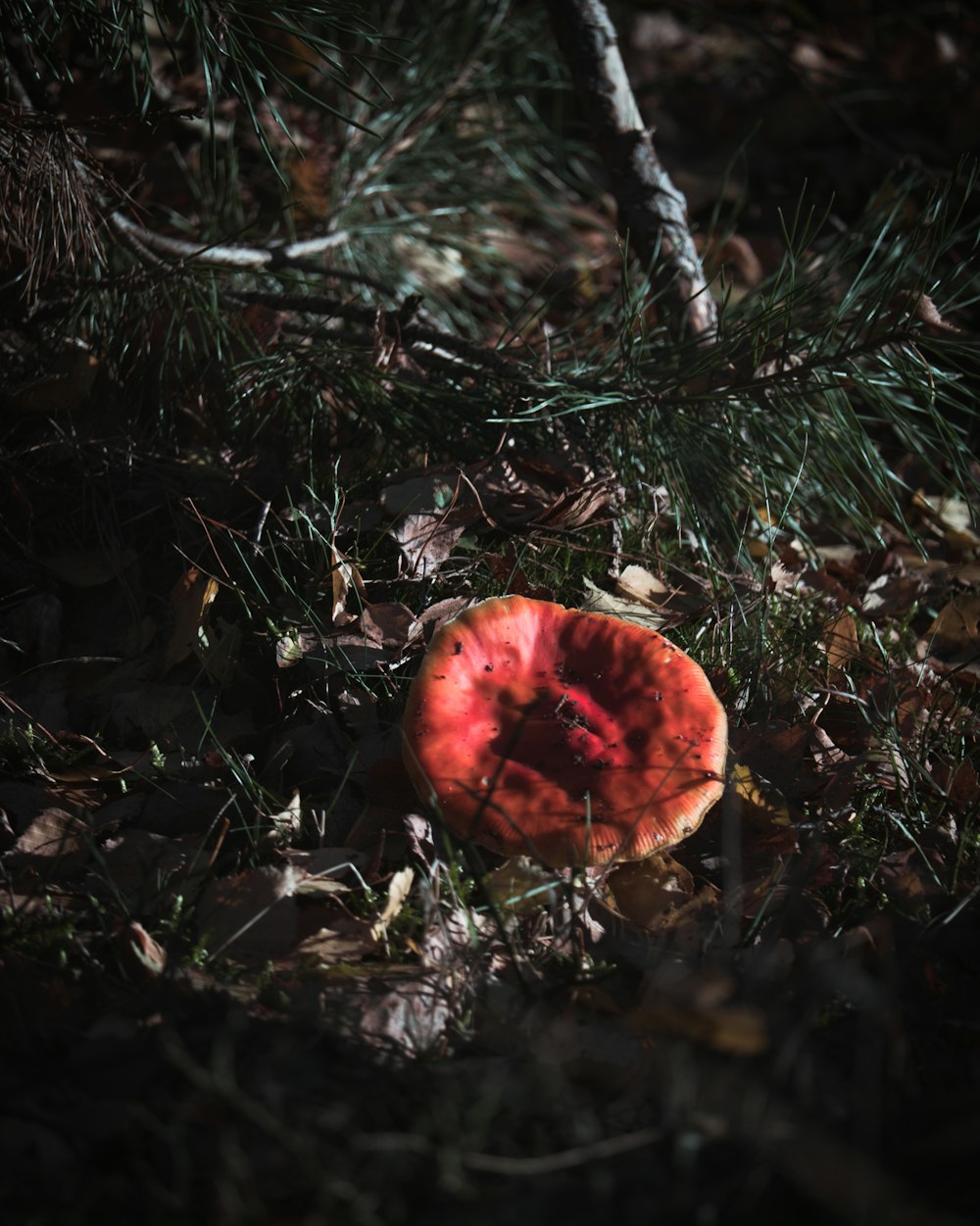 red and brown dried leaf on ground