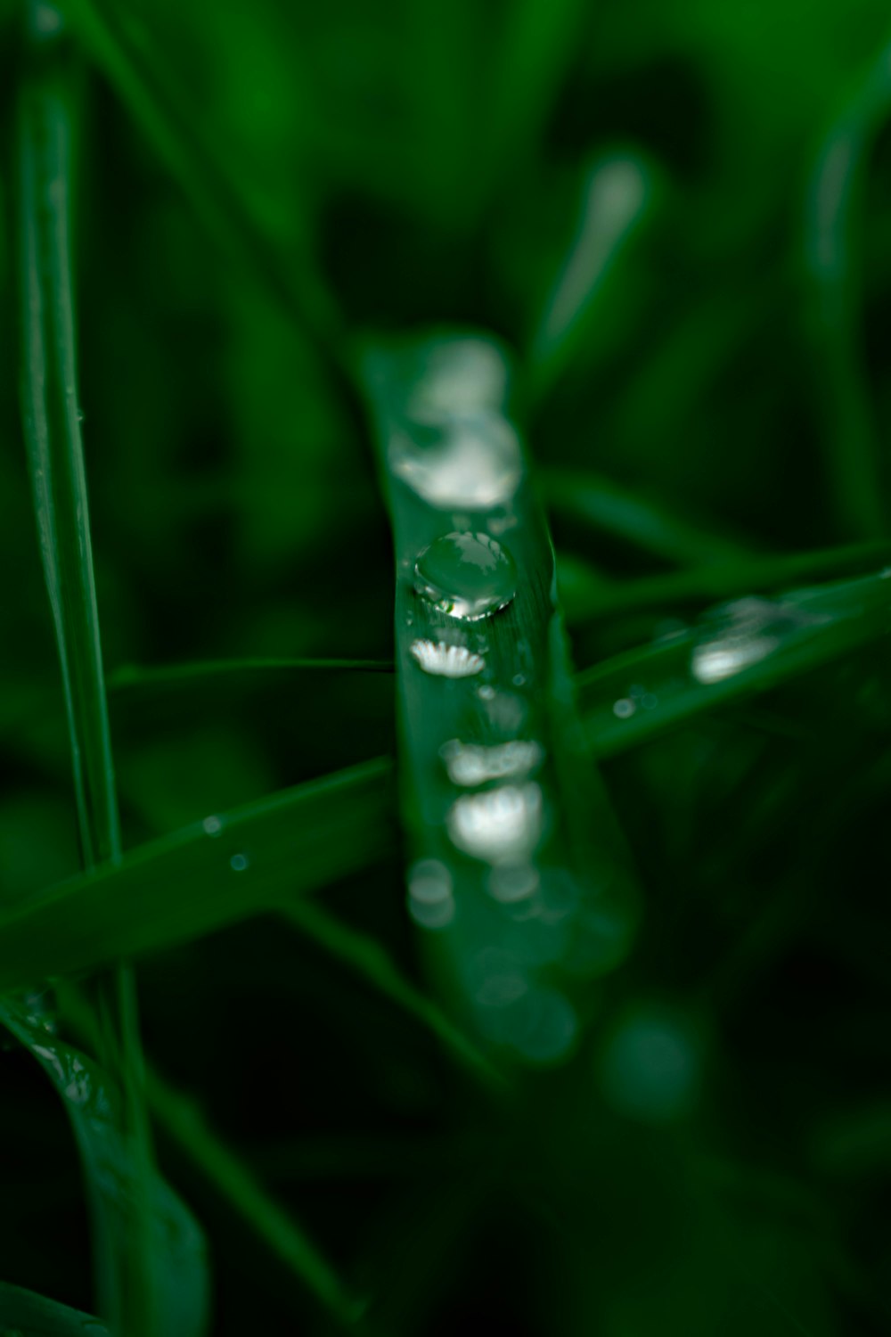 water dew on green grass