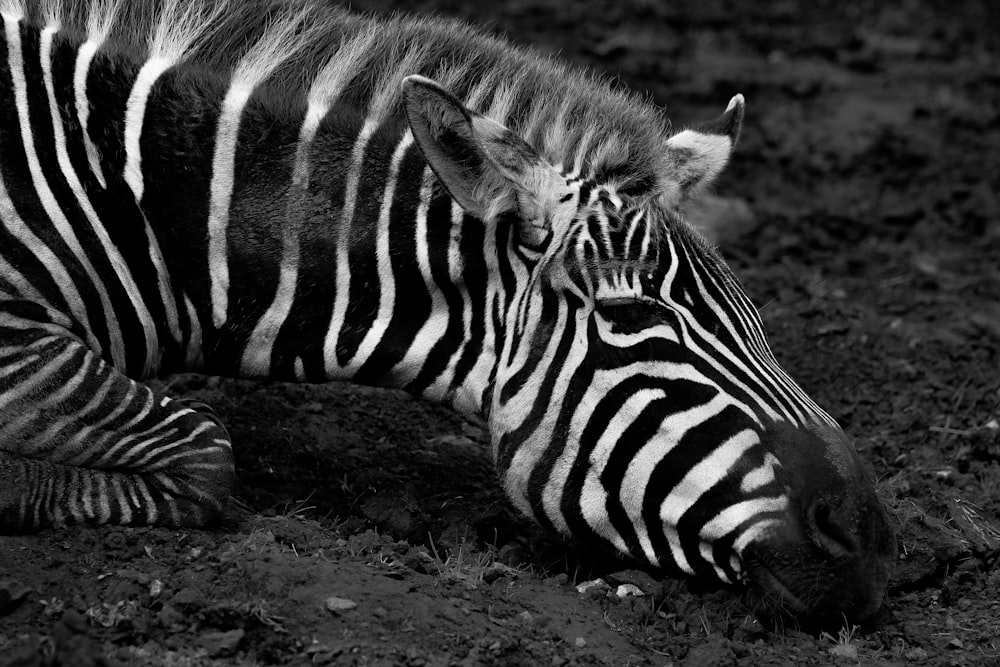 zebra standing on brown soil