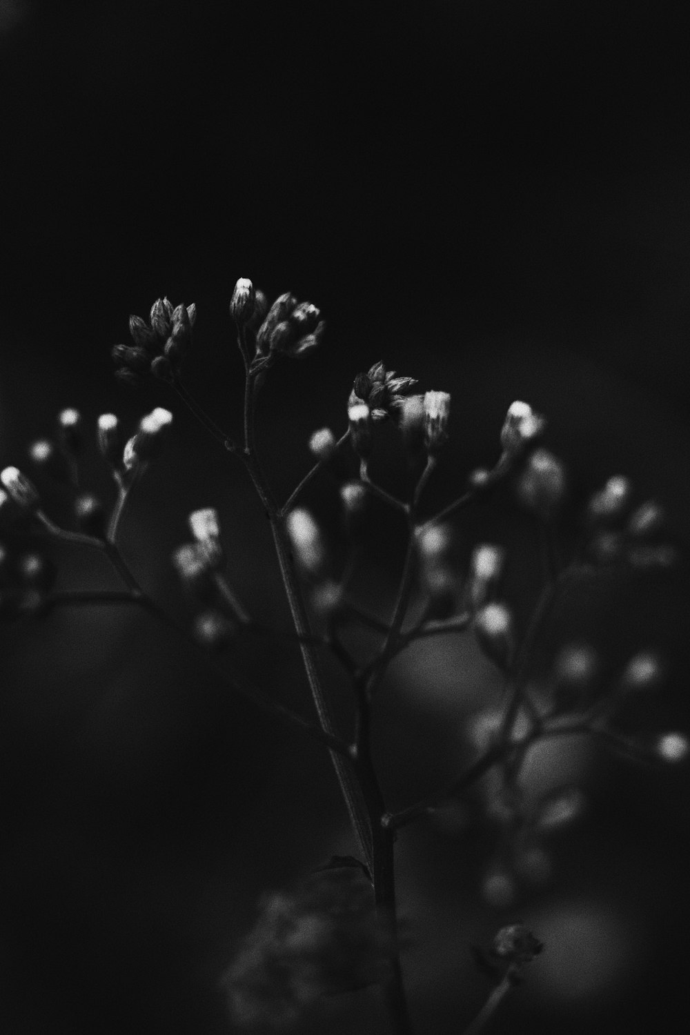 grayscale photo of flower buds