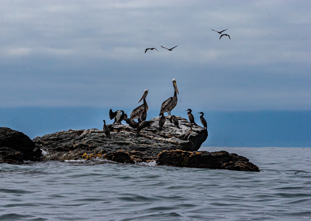 birds flying over the sea during daytime