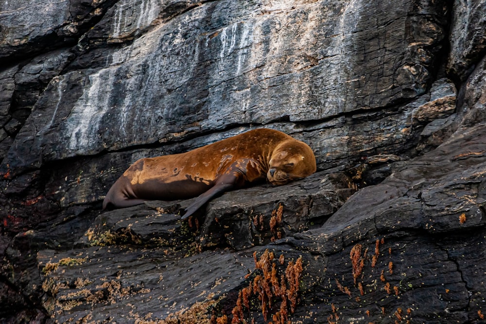 brown seal lying on gray rock