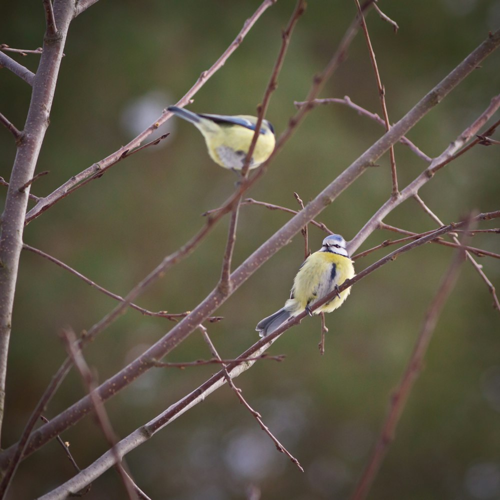 Oiseau jaune et noir sur branche d’arbre brun