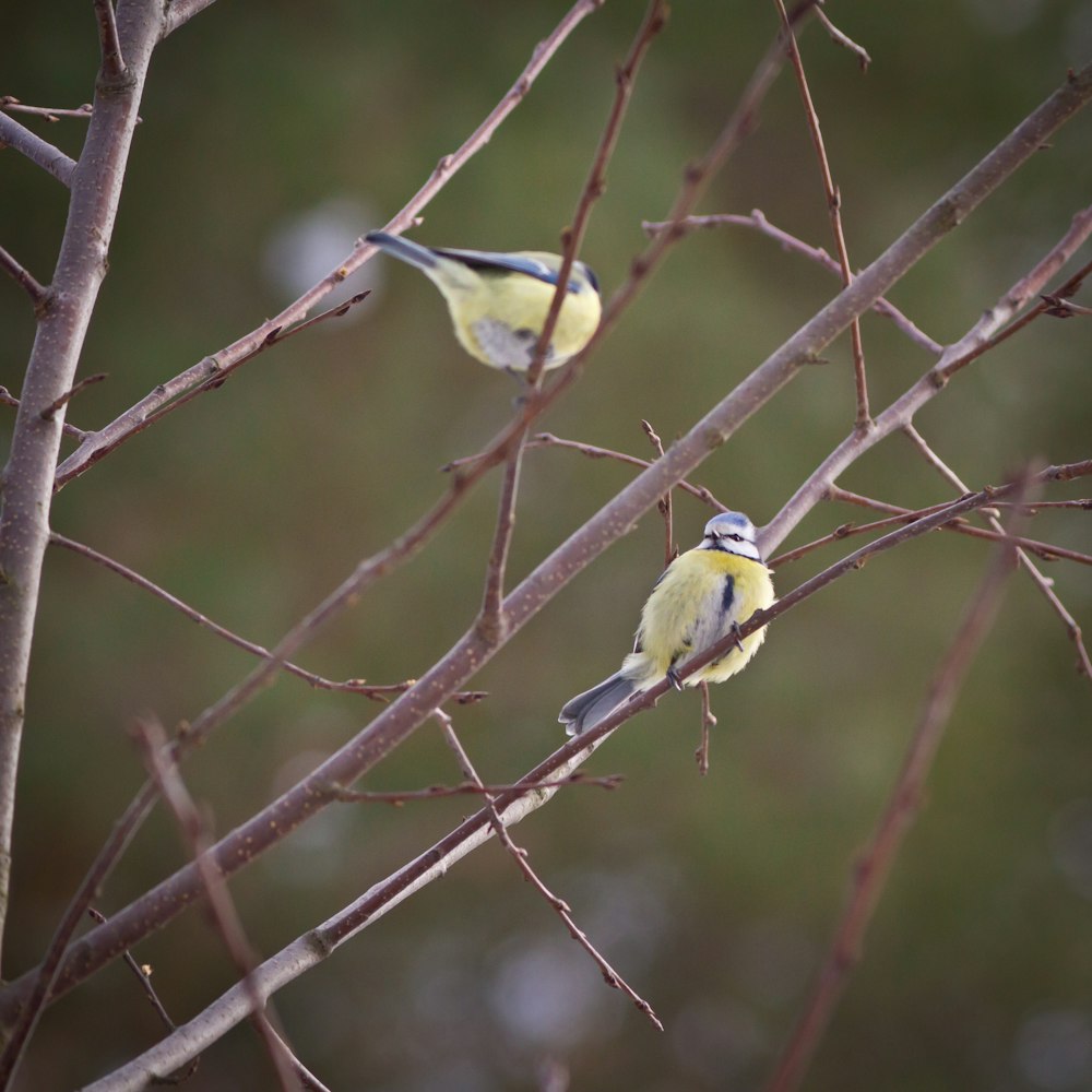 yellow and black bird on brown tree branch