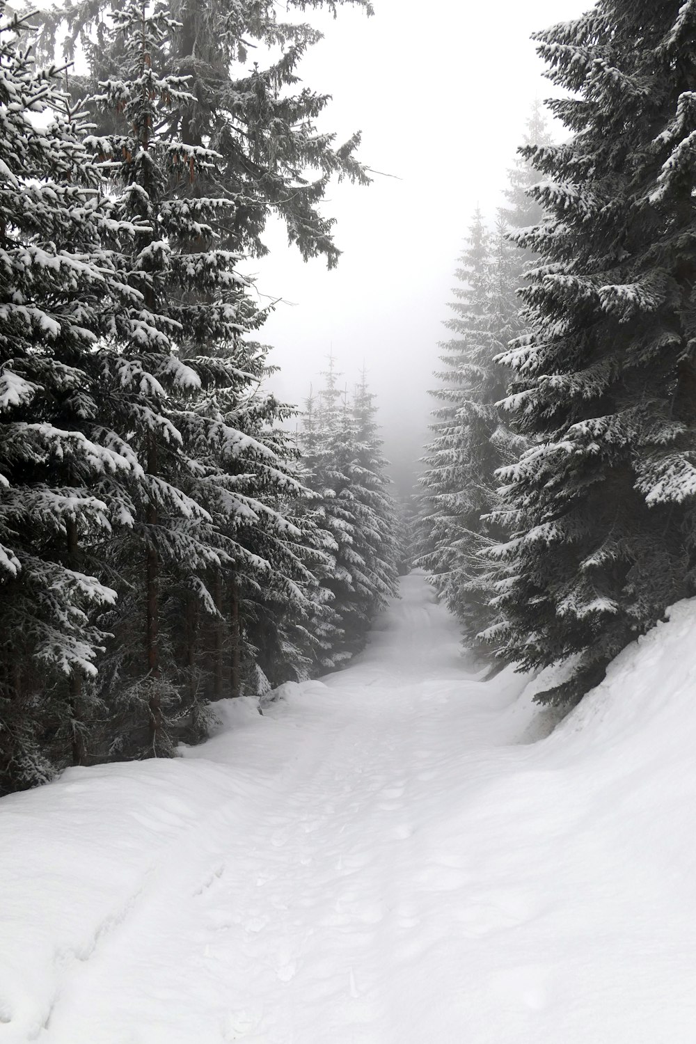 Schneebedeckte Pinien tagsüber