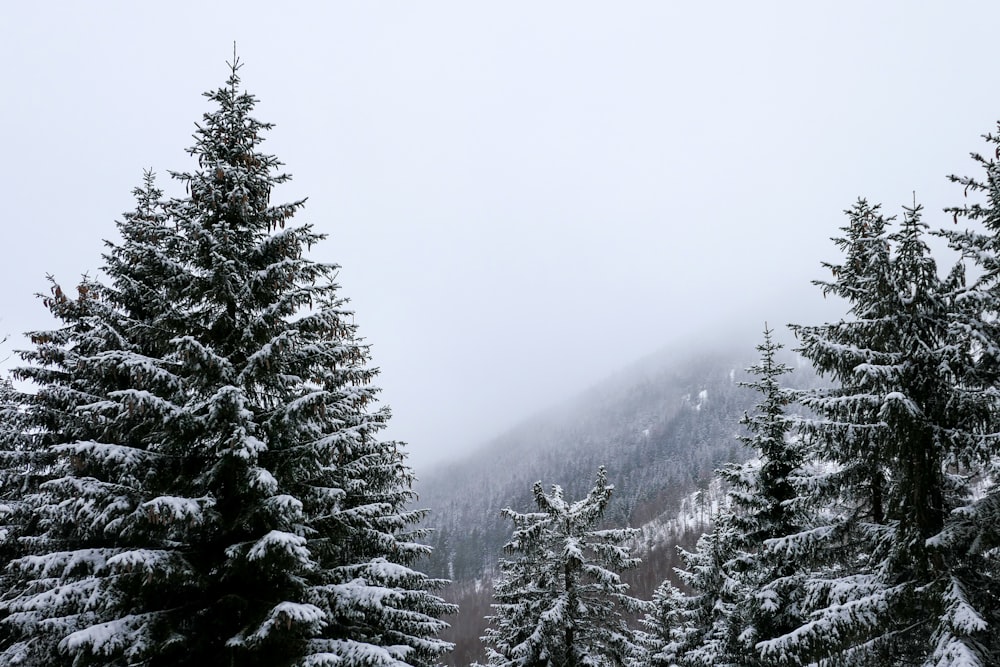 green pine trees covered with fog