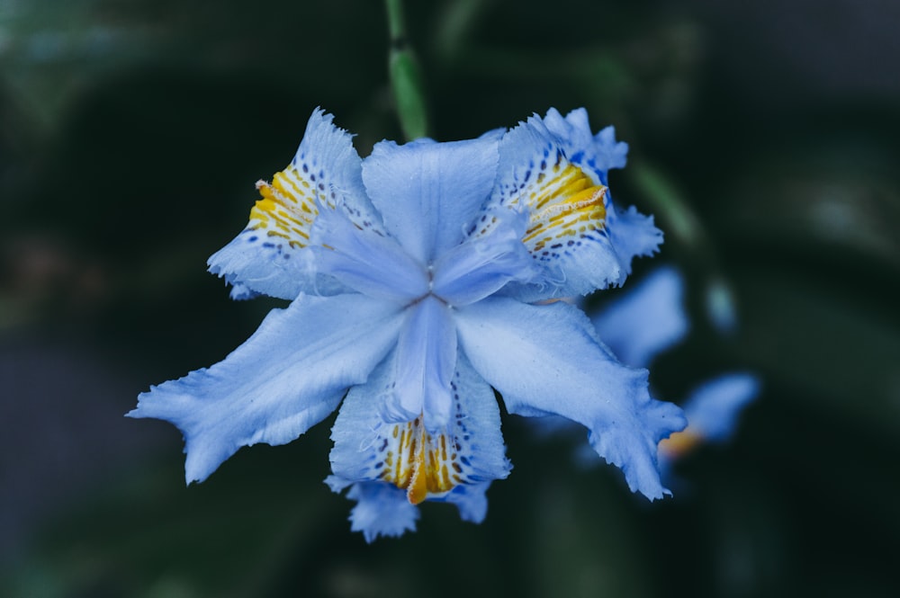 white and yellow flower in tilt shift lens