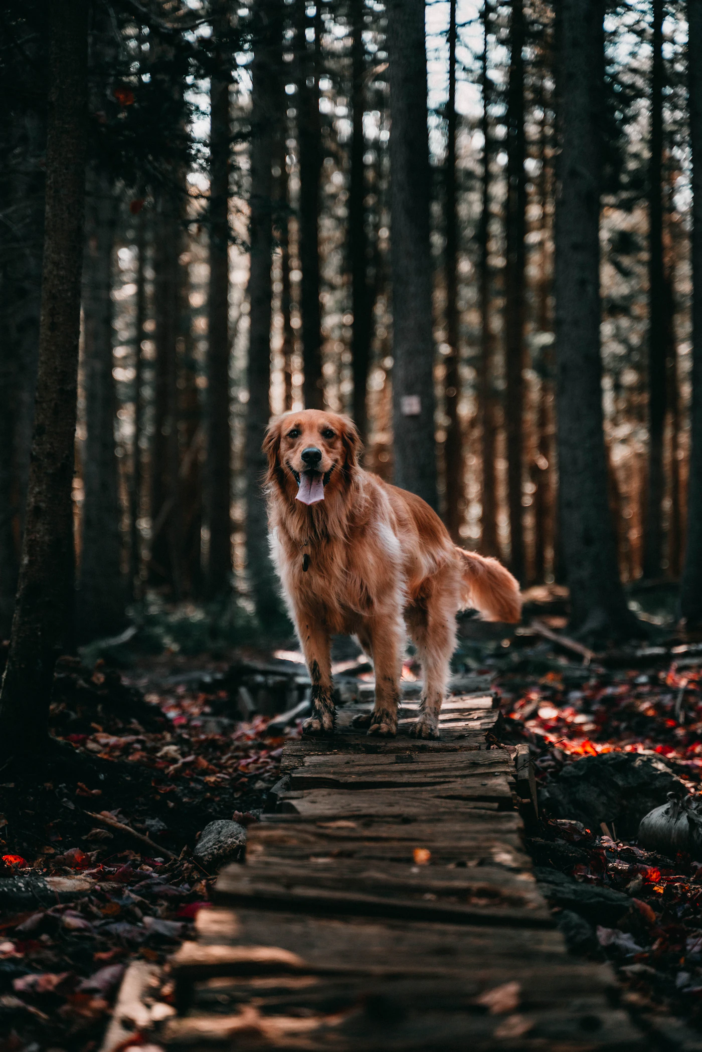 A golden coated dog standing calmly on a wooden boardwalk trail through a Canadian forest