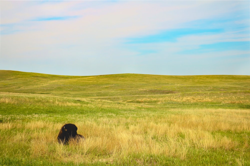 animale nero sul campo di erba verde durante il giorno