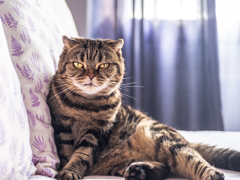 brown tabby cat lying on white textile