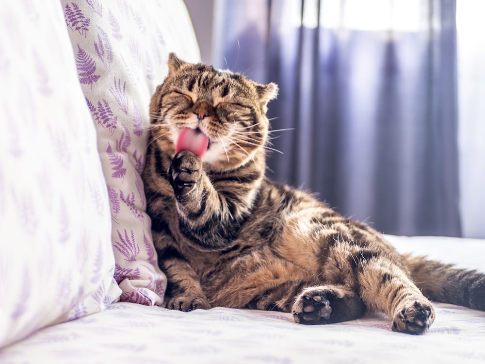 brown tabby cat lying on white textile