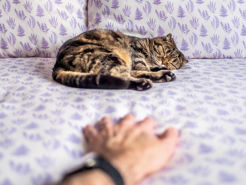 brown tabby cat lying on white and blue floral bed linen