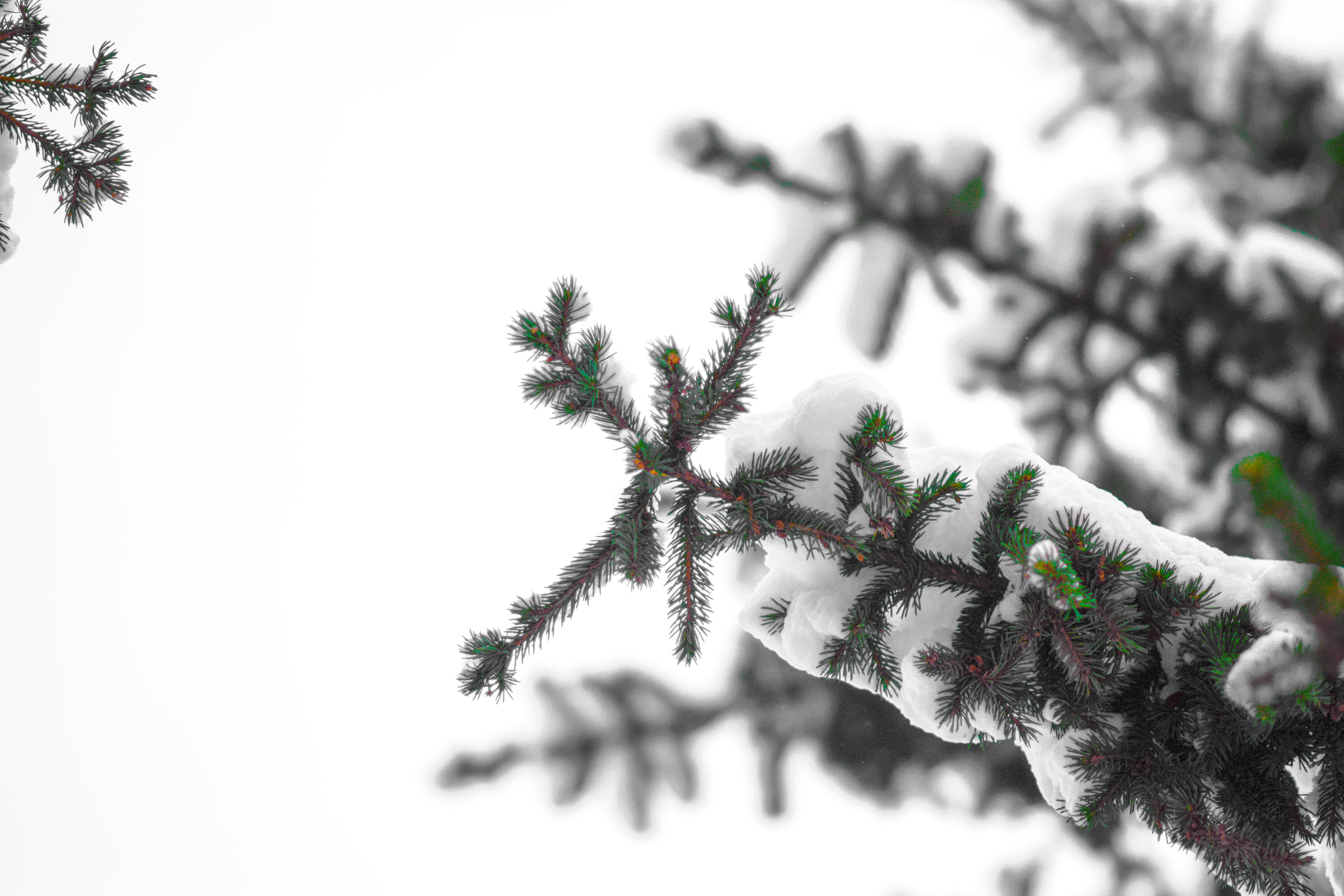 green and red plant on snow covered ground