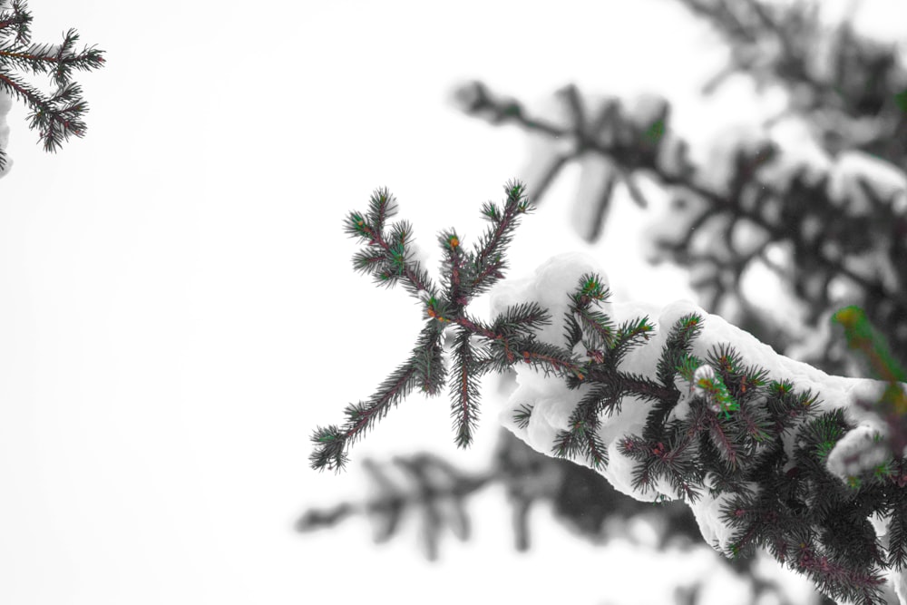 green and red plant on snow covered ground