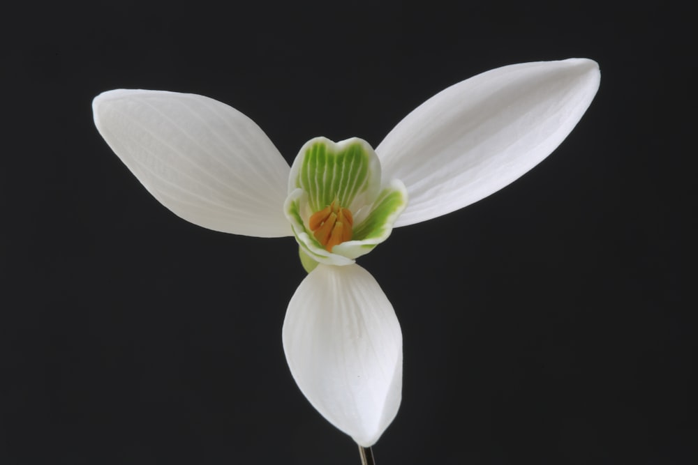 white and green flower in black background